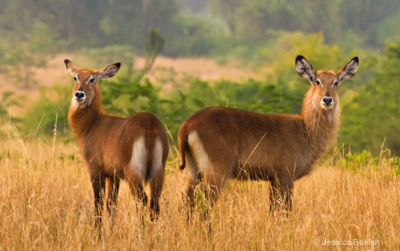 Waterbucks - ID: 11928497 © Jessica Boklan