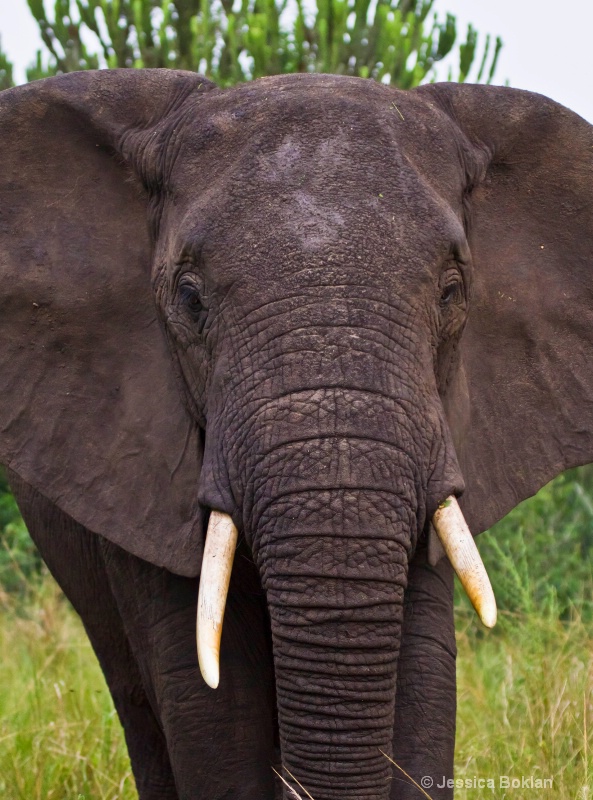 Elephant - ID: 11928523 © Jessica Boklan
