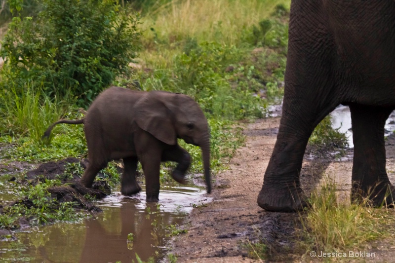 Baby Elephant - ID: 11928524 © Jessica Boklan