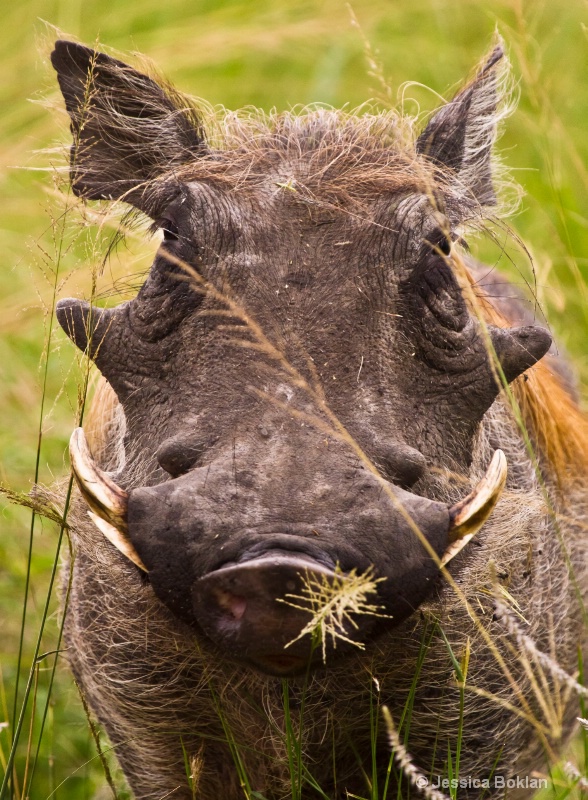 Warthog - ID: 11928527 © Jessica Boklan