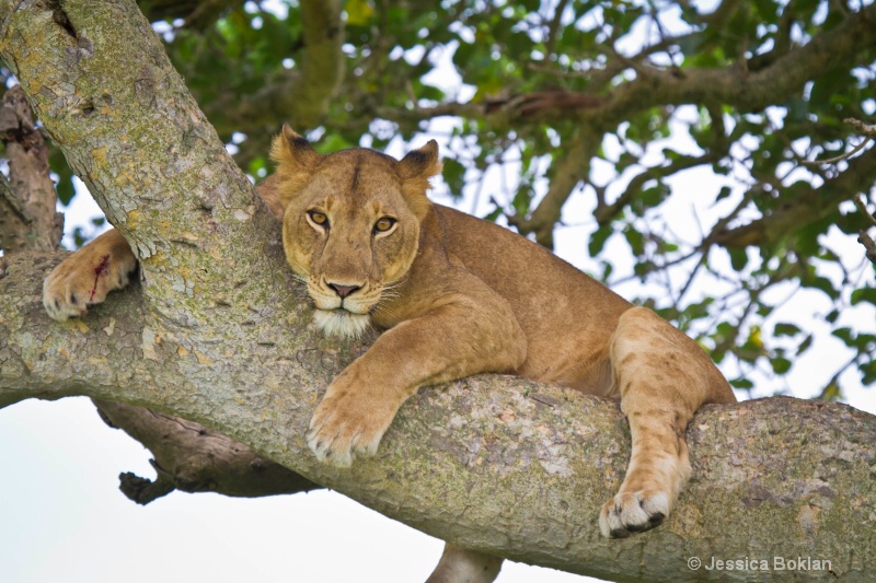 Tree Climbing Female Lion with Wounded Foot - ID: 11928530 © Jessica Boklan