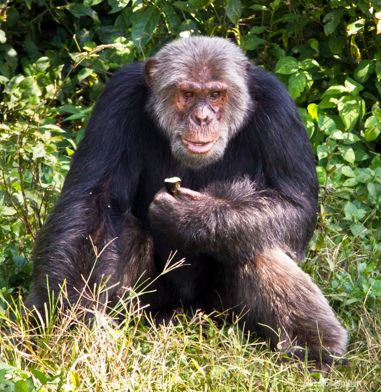 Chimpanzee - ID: 11928538 © Jessica Boklan