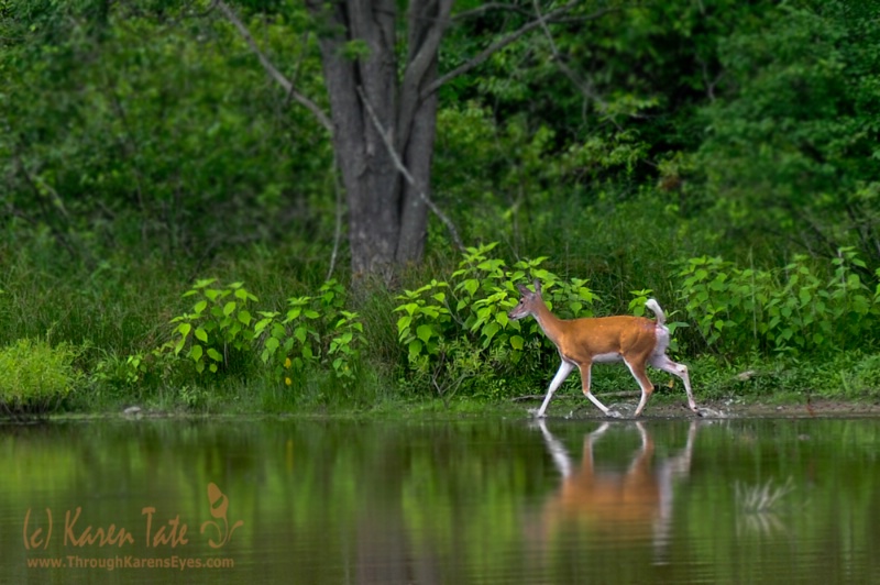 Deer Crossing - ID: 11929762 © Karen Rosenblum