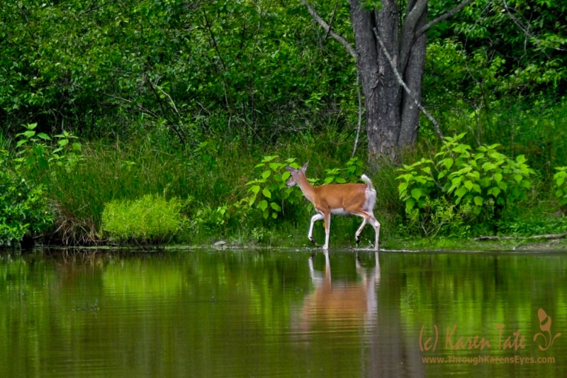 Deer Crossing - ID: 11929763 © Karen Rosenblum
