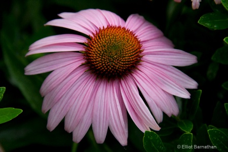 Summer Flowers 1