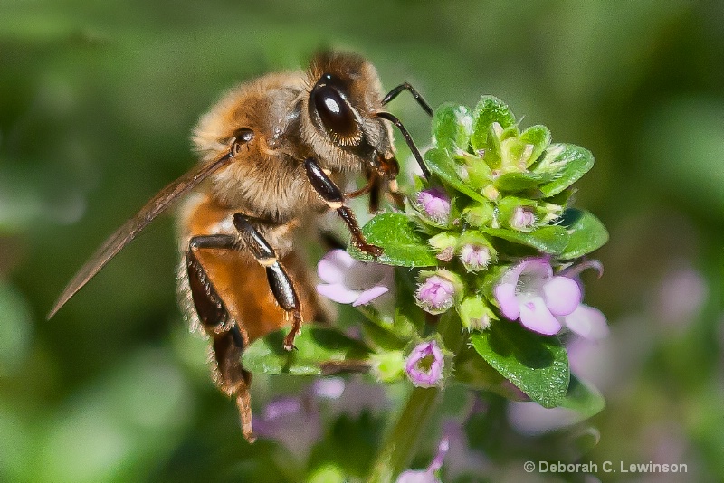 The Pollinator - ID: 11930258 © Deborah C. Lewinson