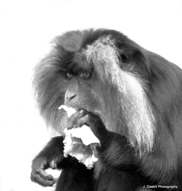 Macaque Having a Snack