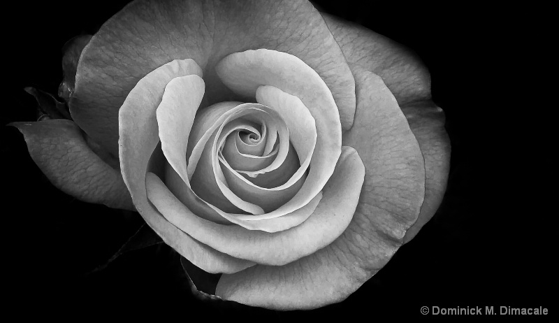 ~ ~  THE BLACK & WHITE ROSE  ~ ~ - ID: 11931007 © Dominick M. Dimacale
