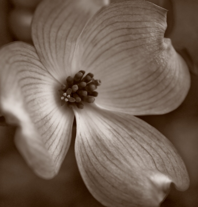 Dogwood Blossom In Sepia - ID: 11931703 © Susan M. Reynolds