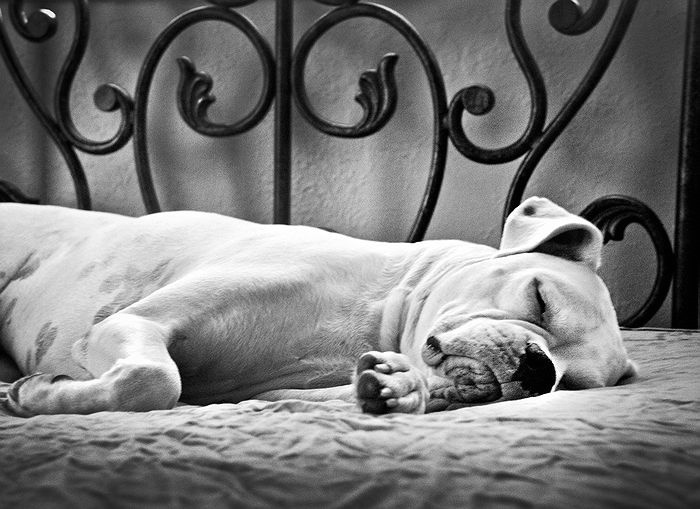 Sleeping... in Black and White