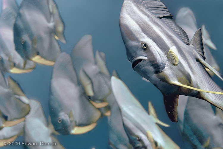 Longfin Spadefish - ID: 11932696 © Edward Dorson