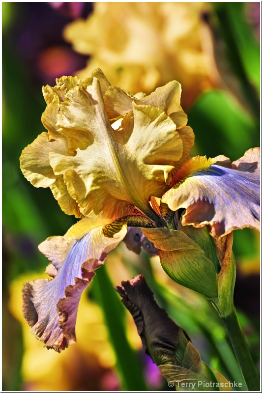 Pastel Iris - ID: 11933359 © Terry Piotraschke