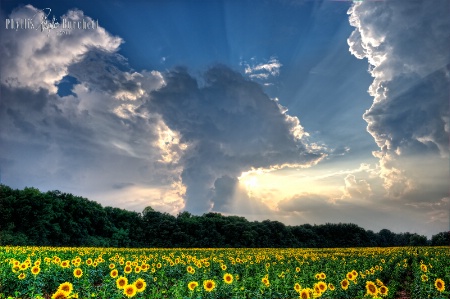 Georgia In Bloom