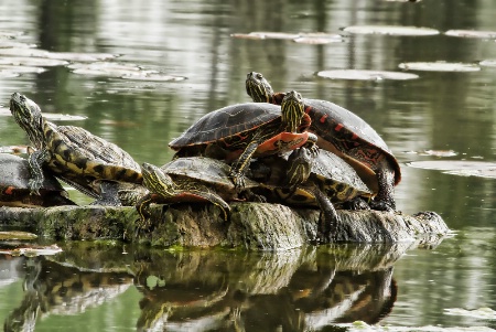 Turtles Together