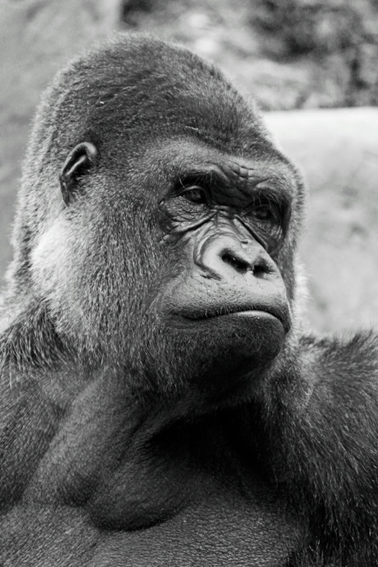 Gorilla in Black and White