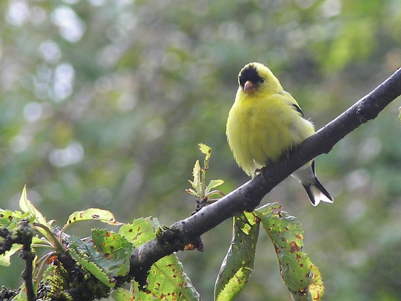 American Goldfinch contemplating