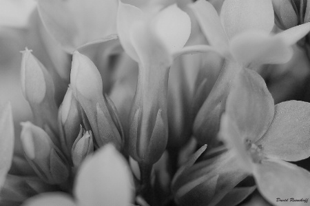 Flowers and Buds in BW