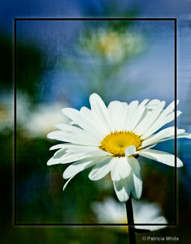 Daisy In Grundge