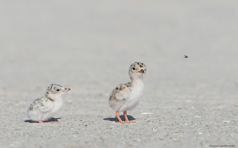 Least Tern chicks with fly