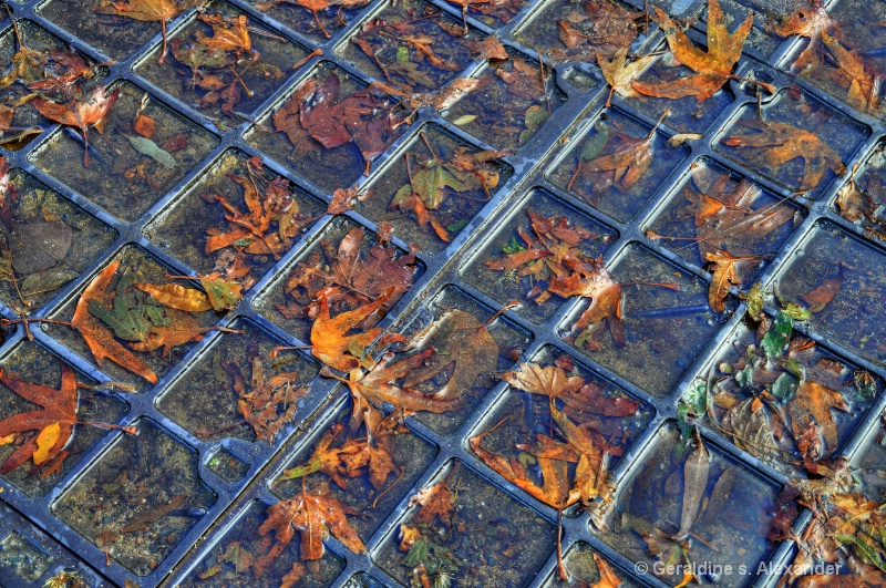 Leaves on the Grate