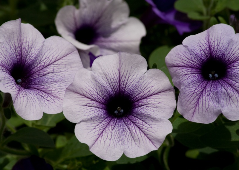 White & Purple Panzy Closeup #2