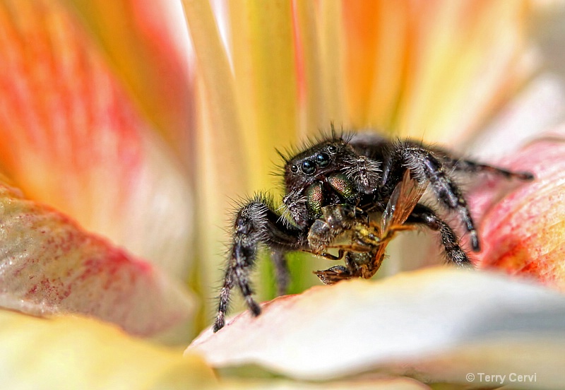 Photography Contest Grand Prize Winner - The Itsy Bitsy Hunter