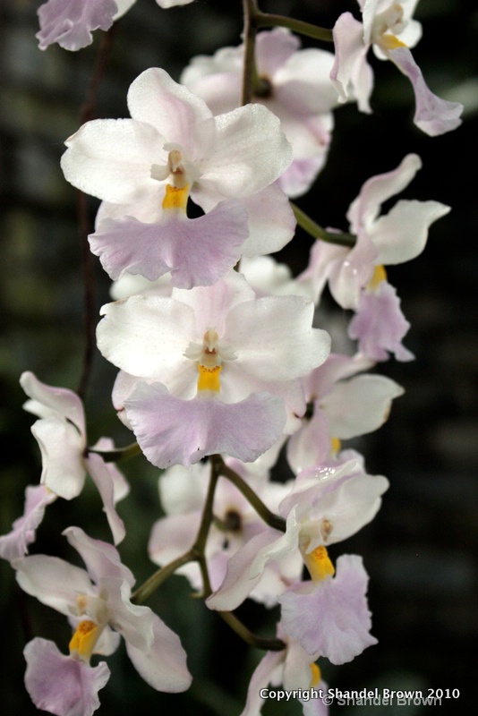 Orchids