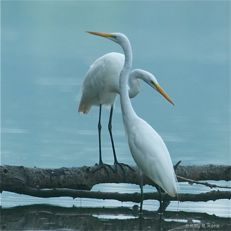Two Egret