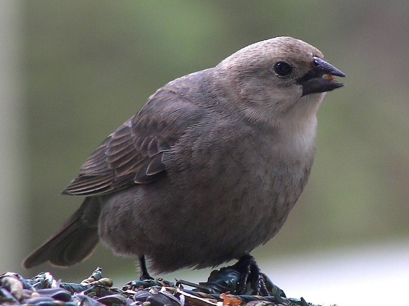 Posing Brown-headed Cowbird