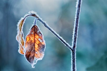 Frosty leaf 