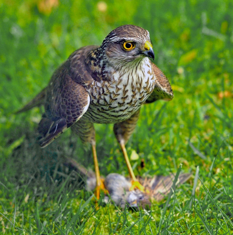 Goshawk with prey