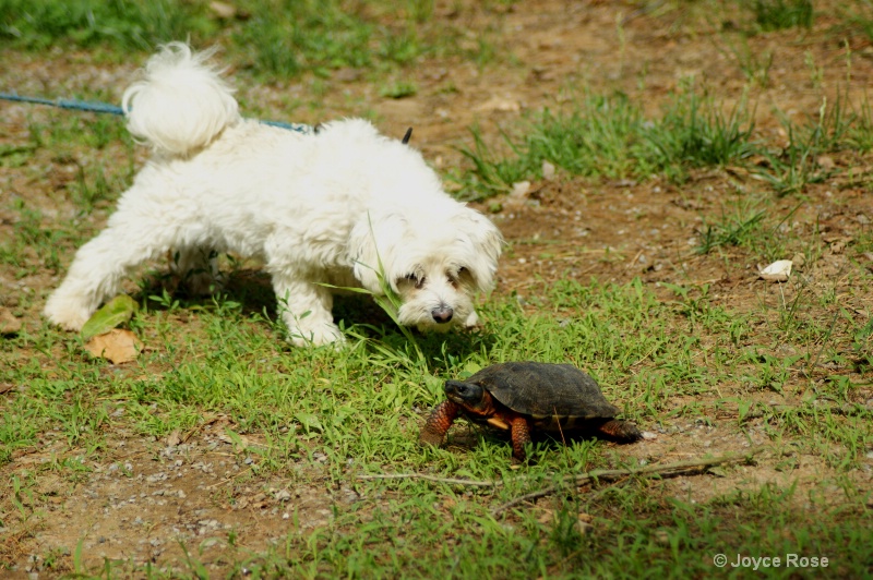 The Turtle and the Ha...iry Dog