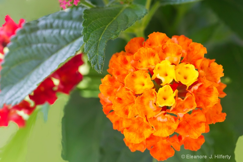 Orange flower - ID: 11946636 © Eleanore J. Hilferty