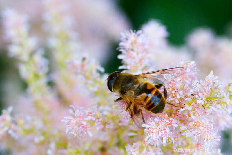 Honey Bee on Astilbe - ID: 11946640 © Eleanore J. Hilferty