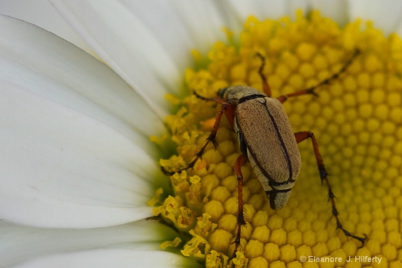 Insect on wild daisy