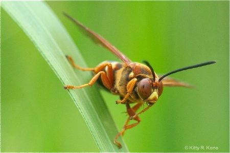 One Big Bee