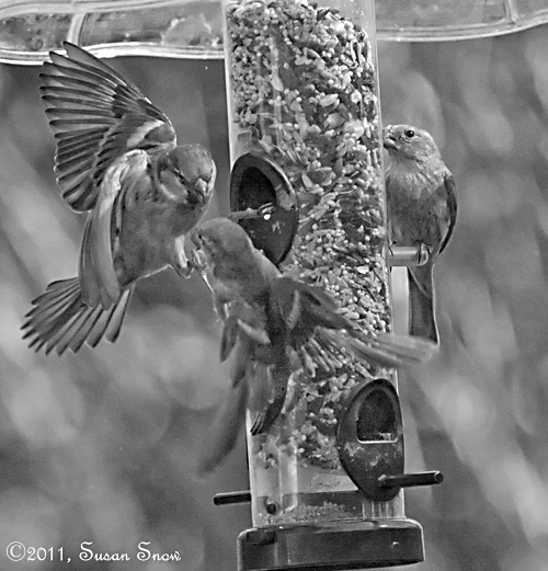 Squabbling Sparrow