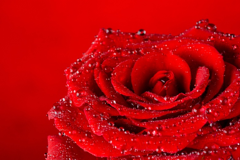 Red Rose