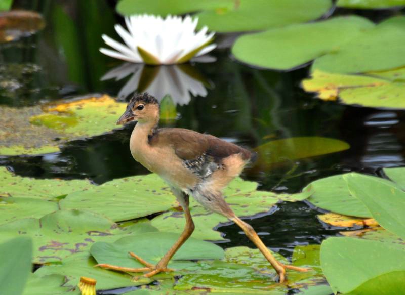 Baby Purple Gallinule Growing Up