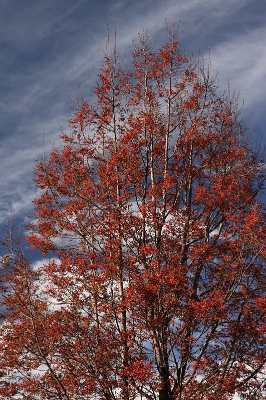 Red tree, blue sky and white clouds