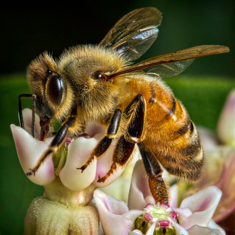 Love That Milkweed