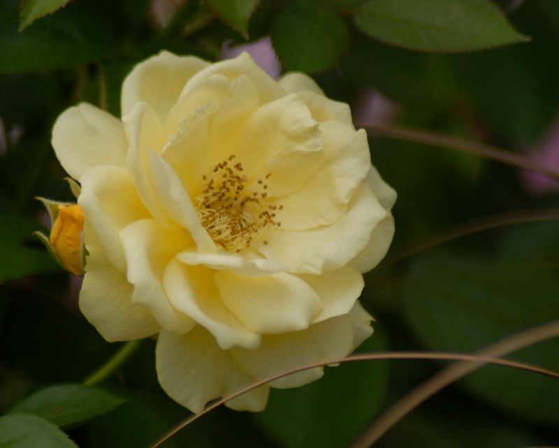 Floribunda Rose: Julia Child - ID: 11949891 © Kathleen McCauley