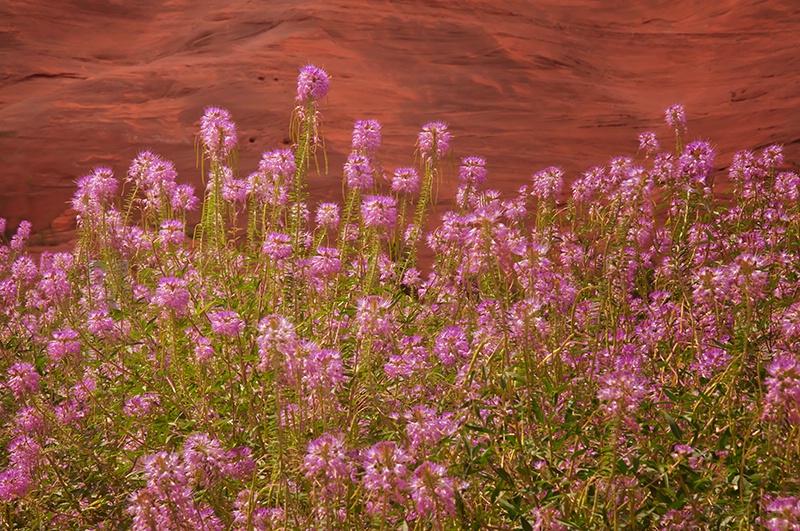 Wildflowers