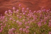Wildflowers