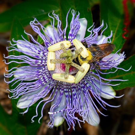 A Passion For Passion Flowers