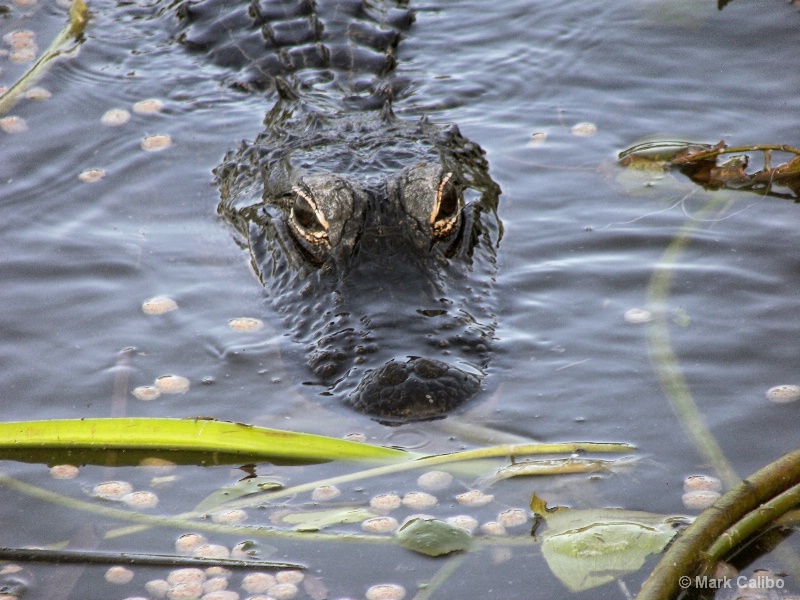 Alligator sneeking up through the water