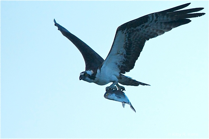 Osprey and Fish with Eyes Wide Open