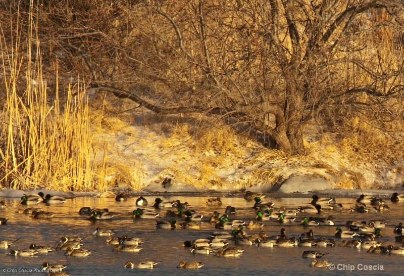 Ducks on Lake Tanglewood - ID: 11951403 © Chip Coscia