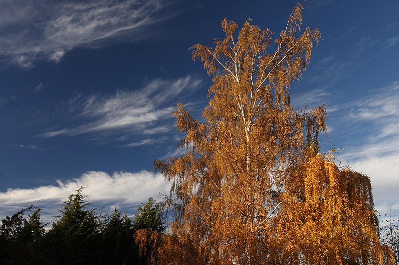 The golden tree