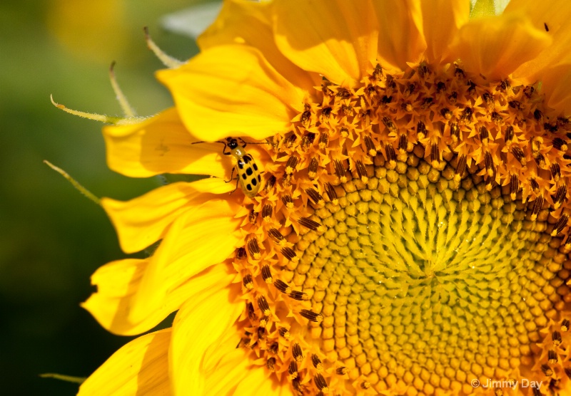 Sunflower Bug